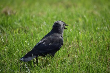 Çayırda siyah bir karga