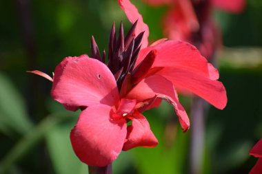 Bahçedeki güzel çiçekler
