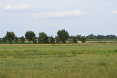 Çimen tarlasının ve bulutlu gökyüzünün yaz manzarası