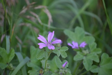 Bahçedeki güzel beyaz çiçeğe yaklaş.