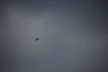 Bulutlu bir günde uçan siyah bir kuşun yakın plan çekimi.