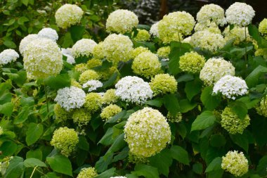 Bush beyaz çiçekler