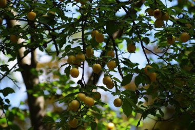 Bahçedeki ağaçta olgun sarı erikler