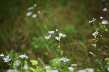 Ormanda beyaz çiçekler