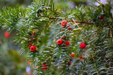 Böğürtlen ve yeşil yapraklı Noel ağacı