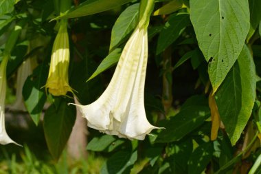Bahçedeki güzel çiçekler