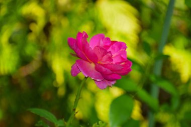 doğanın güzel gül