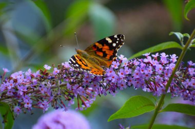 bir çiçek güzel kırmızı kelebek