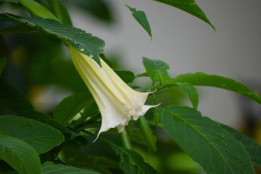 Bahçedeki güzel çiçekler