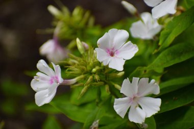 doğal beyaz çiçek