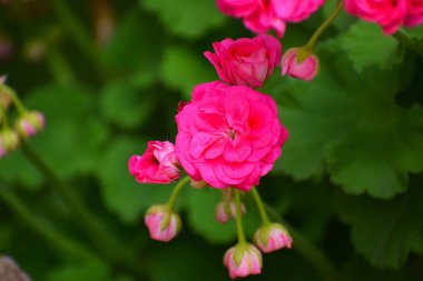 bahçede büyüyen güzel pembe çiçekler