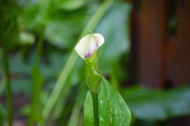 Güneşli yaz gününde bahçede yetişen güzel çiçekler.