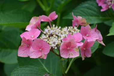 Bahçedeki güzel çiçekler