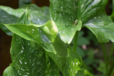 Bahçedeki yeşil bitkileri kapatın.