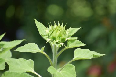 Doğadaki bir çiçeğe yakın.