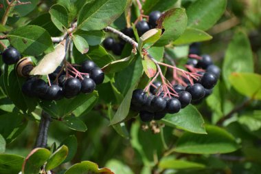 bahçede büyüyen böğürtlen