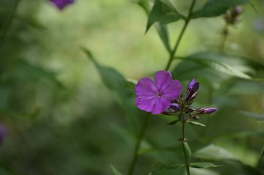 Renkli çiçeklerin arkaplan resmi