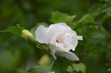 Beyaz bir gül çiçeği yakın çekim