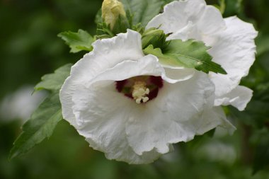 Bahçede büyüyen güzel çiçekler, yakın çekim manzarası.