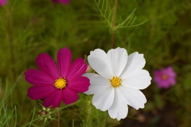 Bahçede çiçek açan kozmos çiçekleri