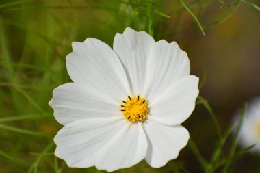 Bahçedeki yeşil yapraklı beyaz kozmos.