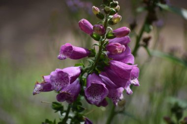 Bahçede mor çiçekler
