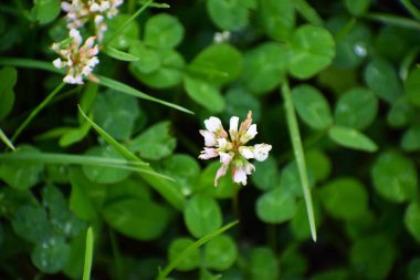 Bahçedeki güzel çiçekler
