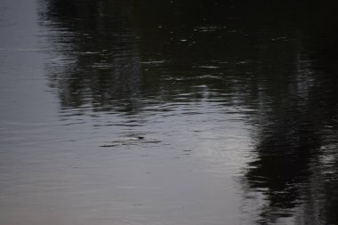 Ormandaki nehrin güzel manzarası