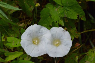 Yeşil çimlerin üzerinde beyaz çiçekler