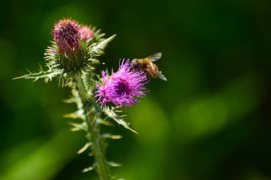 Mor bir devedikeni yaban arısının seçici odak noktası.