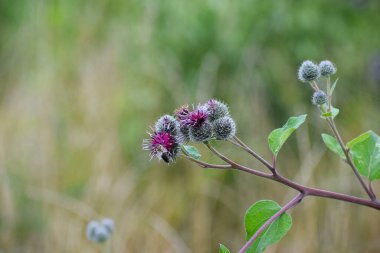 Bir tarladaki mor devedikeni çiçeğinin seçici odak noktası.
