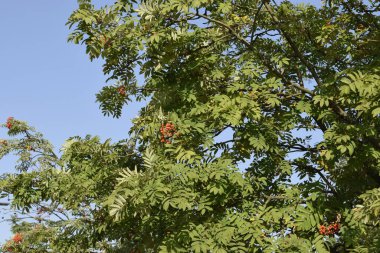 Kırmızı böğürtlen kümeleriyle Rowan parkı süslüyor. Parlak meyveleri yeşil yapraklarla zıtlaşır, sonbahar havası verir ve kuşlar için bir besin kaynağı olur..