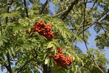 Fotoğraf, yeşil yaprakların arasında yoğun bir şekilde toplanmış dağ külünün olgun kırmızı meyvelerini gösteriyor. Böğürtlenlerin parlak kırmızı rengi arka planla çelişiyor ve doğal bir güzellik hissi yaratıyor.