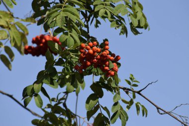 Fotoğraf, yeşil yaprakların arasında yoğun bir şekilde toplanmış dağ külünün olgun kırmızı meyvelerini gösteriyor. Böğürtlenlerin parlak kırmızı rengi arka planla çelişiyor ve doğal bir güzellik hissi yaratıyor.