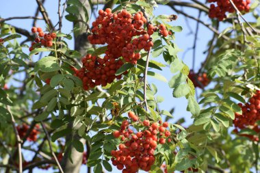 Fotoğraf, yeşil yaprakların arasında yoğun bir şekilde toplanmış dağ külünün olgun kırmızı meyvelerini gösteriyor. Böğürtlenlerin parlak kırmızı rengi arka planla çelişiyor ve doğal bir güzellik hissi yaratıyor.