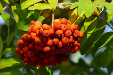 Fotoğraf, yeşil yaprakların arasında yoğun bir şekilde toplanmış dağ külünün olgun kırmızı meyvelerini gösteriyor. Böğürtlenlerin parlak kırmızı rengi arka planla çelişiyor ve doğal bir güzellik hissi yaratıyor.