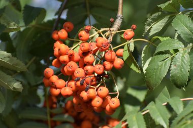 Fotoğraf, yeşil yaprakların arasında yoğun bir şekilde toplanmış dağ külünün olgun kırmızı meyvelerini gösteriyor. Böğürtlenlerin parlak kırmızı rengi arka planla çelişiyor ve doğal bir güzellik hissi yaratıyor.