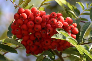 Fotoğraf, yeşil yaprakların arasında yoğun bir şekilde toplanmış dağ külünün olgun kırmızı meyvelerini gösteriyor. Böğürtlenlerin parlak kırmızı rengi arka planla çelişiyor ve doğal bir güzellik hissi yaratıyor.