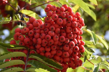Fotoğraf, yeşil yaprakların arasında yoğun bir şekilde toplanmış dağ külünün olgun kırmızı meyvelerini gösteriyor. Böğürtlenlerin parlak kırmızı rengi arka planla çelişiyor ve doğal bir güzellik hissi yaratıyor.