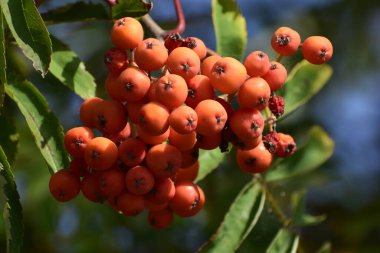 Fotoğraf, yeşil yaprakların arasında yoğun bir şekilde toplanmış dağ külünün olgun kırmızı meyvelerini gösteriyor. Böğürtlenlerin parlak kırmızı rengi arka planla çelişiyor ve doğal bir güzellik hissi yaratıyor.