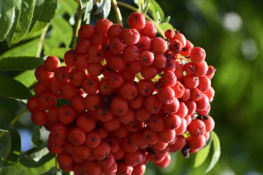 Fotoğraf, yeşil yaprakların arasında yoğun bir şekilde toplanmış dağ külünün olgun kırmızı meyvelerini gösteriyor. Böğürtlenlerin parlak kırmızı rengi arka planla çelişiyor ve doğal bir güzellik hissi yaratıyor.