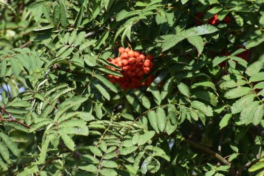 Fotoğraf, yeşil yaprakların arasında yoğun bir şekilde toplanmış dağ külünün olgun kırmızı meyvelerini gösteriyor. Böğürtlenlerin parlak kırmızı rengi arka planla çelişiyor ve doğal bir güzellik hissi yaratıyor.