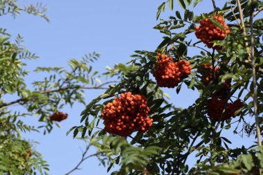 Fotoğraf, yeşil yaprakların arasında yoğun bir şekilde toplanmış dağ külünün olgun kırmızı meyvelerini gösteriyor. Böğürtlenlerin parlak kırmızı rengi arka planla çelişiyor ve doğal bir güzellik hissi yaratıyor.