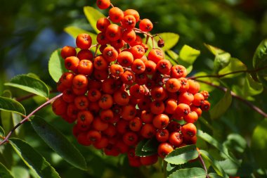 Fotoğraf, yeşil yaprakların arasında yoğun bir şekilde toplanmış dağ külünün olgun kırmızı meyvelerini gösteriyor. Böğürtlenlerin parlak kırmızı rengi arka planla çelişiyor ve doğal bir güzellik hissi yaratıyor.