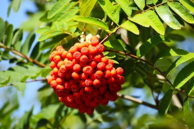 Fotoğraf, yeşil yaprakların arasında yoğun bir şekilde toplanmış dağ külünün olgun kırmızı meyvelerini gösteriyor. Böğürtlenlerin parlak kırmızı rengi arka planla çelişiyor ve doğal bir güzellik hissi yaratıyor.
