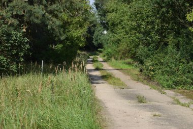 Uzun yeşil ağaçlarla çevrili bir orman yolu ormanın derinliklerine doğru uzanıyor. Huzurlu bir atmosfer yaratıyor ve ormanın derinliklerine doğru giden yeşil ağaçlarla çevrili bir yol.