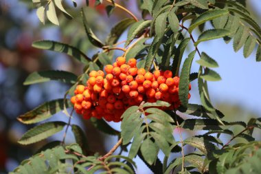 Fotoğraf, yeşil yaprakların arasında yoğun bir şekilde toplanmış dağ külünün olgun kırmızı meyvelerini gösteriyor. Böğürtlenlerin parlak kırmızı rengi arka planla çelişiyor ve doğal bir güzellik hissi yaratıyor.