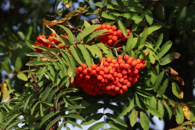 Fotoğraf, yeşil yaprakların arasında yoğun bir şekilde toplanmış dağ külünün olgun kırmızı meyvelerini gösteriyor. Böğürtlenlerin parlak kırmızı rengi arka planla çelişiyor ve doğal bir güzellik hissi yaratıyor.
