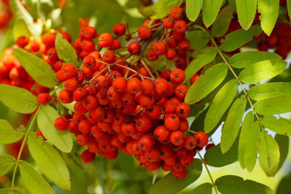 The photo shows ripe red berries of the common mountain ash, densely clustered on branches among green leaves. The bright red color of the berries contrasts with the background, creating a sense of natural beauty