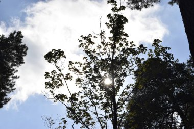 Thin lines and translucent forms create a soft flow of light that envelops the space with gentle harmony, bringing a sense of calm and freedom